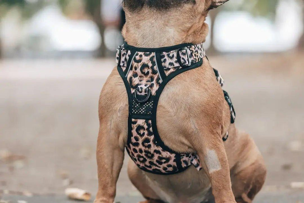 Big & Little Dogs HUNDEGESCHIRR: Leopard - Bobbis Store Hunde