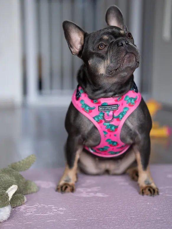 Big & Little Dogs Verstellbares Hundegeschirr: Rex - Bobbis Store Hunde